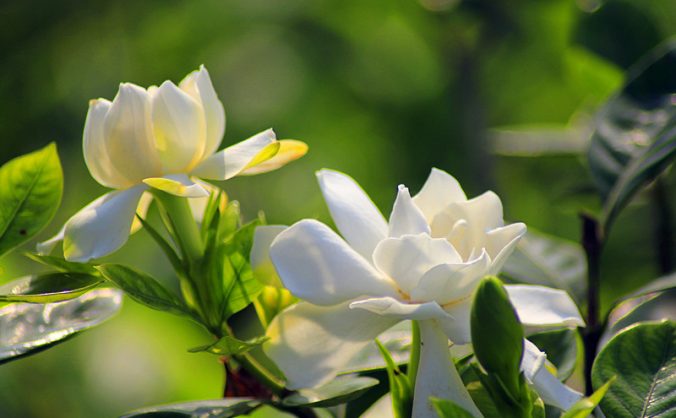 天净沙·秋思 马致远