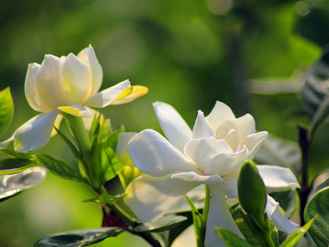 天净沙·秋思 马致远